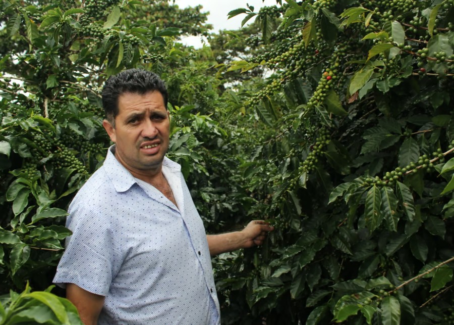 Theo Coffee Honduras Piedras Amarillas Pacas washedの袋